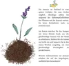 Phacelia Samen Bienenfreund (Phacelia tanacetifolia) als Produktbild-Vorschau 5