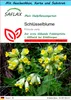 SAFLAX - Geschenk Set - Heilpflanzen - Schlüsselblume - 100 Produktbild-Vorschau 1