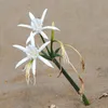 Narcis dúnový (Pancratium maritimum)  – 10 semien Náhľad obrázku produktu 1