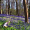 Korsch Kalender 2027 Magische Wälder mit großem Bild und Produktbild-Vorschau 10