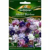 Quedlinburger Columbine Barlow Choice Mix - Semi di fiori Anteprima dell’immagine prodotto 1