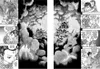 A collage of manga panels depicting a city under a stormy sky and various characters. Anteprima dell’immagine prodotto