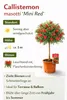 Callistemon « Masotti Mini Red » env. 120 cm – Callistemon Voir les images du produit 2