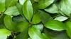 LORBEERBLÄTTER 100g Ausgewählte aromatische Lorbeerblätter Produktbild-Vorschau 4