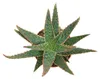 Aloe zebrina Danyz - Aloe mit orange-roten Rändern - Produktbild-Vorschau 2
