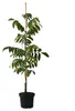 Veredelter Walnussbaum  `Seifersdorfer Runde´ 120-150cm im Produktbild-Vorschau 2