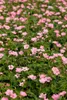 Geranium x oxonianum 'Wargrave Pink', Storchschnabel, rosa, Produktbild-Vorschau 6