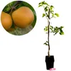Pyrus pyrifolia 'Chojuro', japonská hruška nashi, 5 litrový Náhľad obrázku produktu 1