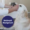 Canosept Zahnpflege Spray für Hunde 100 ml Produktbild-Vorschau 3