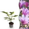GreenboutiQ - Gartenpflanze - Magnolia Betty - Blüte Weiß - Produktbild-Vorschau 1
