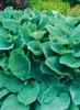 Hosta sieboldiana, Blaublatt-Funkie, ca. 11x11 cm Topf, Produktbild-Vorschau 11