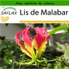 SAFLAX  - Lis de Malabar - 15 graines - Avec substrat - Voir les images du produit 9