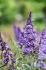 Sommerflieder, Schmetterlingsflieder Mix Buddleja davidii Produktbild-Vorschau 4