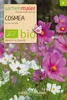 Artikelbild 1 von 'BIO Cosmea (Schmuckkörbchen) Mischung' aus der Kategorie Cosmeasamen Produktbild-Vorschau