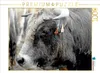 CALVENDO Puzzle Bull Aubrac | 1000 Teile Lege-Größe 64x48cm Produktbild-Vorschau 2