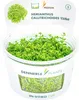 Hemianthus callitrichoides Cuba in-Vitro Produktbild-Vorschau 2