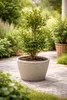 A potted plant on a paved patio with greenery in the background. Náhled obrázku produktu
