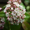2 x  vavrínový guľôčkový ker  - Viburnum tinus 'Eve Price'  Náhľad obrázku produktu 2