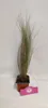 A potted plant with thin, grass-like leaves stands on a white surface, with a pink tag in front of it. Náhľad obrázku produktu