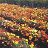 Buzzy Poppy Flowers Kalifornischer Mohn Thai Silk Samen - Produktbild-Vorschau 5