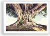 Gerahmtes Poster - Weißer Rahmen - Tiger Wild Baum - 70x50 Produktbild-Vorschau 1