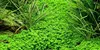 Aquarium Pflanze Hemianthus callitrichoides Wasserpflanzen Produktbild-Vorschau 1