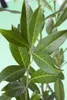 Prunus laurocerasus 'Caucasica', Kirschlorbeer, immergrün, Produktbild-Vorschau 4