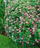 Geranium x oxonianum 'Wargrave Pink', Storchschnabel, rosa, Produktbild-Vorschau 9