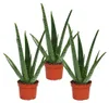 3er Set - Aloe vera - ca. 2 Jahre alt - 10,5cm Topf Produktbild-Vorschau 1