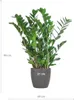 Zamioculcas Zamiifolia Glücksfeder robuste Zimmerpflanze Produktbild-Vorschau 2
