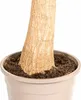 Beaucarnea Recurvata (sloní chvost) Ø24cm, výška 80 - Náhľad obrázku produktu 5