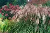 Stauden Gänge 1 x Miscanthus sinensis 'Flamingo' im 1 Liter Produktbild-Vorschau 3
