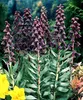 5 Blumenzwiebeln - Kaiserkrone Fritillaria Mix, rot, lila, Produktbild-Vorschau 3