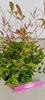 Lot de 2 bambous célestes – Nandina domestica « Twilight » Voir les images du produit 3