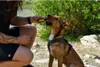 NAP Proteïne-reep voor honden, 50g - met kip Productafbeelding-voorbeeld 4