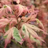 GreenboutiQ - Balkonpflanze - Japanischer Ahorn - Acer Produktbild-Vorschau 5