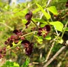 Dreiblättrige Schokoladenranke (Akebia trifoliata)  - 10 Produktbild-Vorschau 1