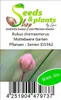 10x Rubus chamaemorus Moltebeere Garten Pflanzen - Samen Produktbild-Vorschau 3