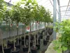 Kaki Baum 160-180 cm Sorte "Rojo Brilliante" Kakipflaume Produktbild-Vorschau 1