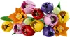 LEGO BOTANICALS 11501 Bouquet de tulipes Voir les images du produit 1