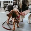 Hunter Verstellbare Führleine Love, Hund, Trainingsleine, Produktbild-Vorschau 4