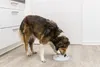 TRIXIE Slow Feeding Kunststoffnapf - grau - 0,45 l/ø 23 cm Produktbild-Vorschau 6