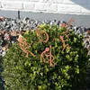 UNUS® Gartenstecker Musiker Rostoptik 5er Set Produktbild-Vorschau 2