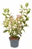 Weigelie Nana Variegata 40-60 cm, im Topf - Weigela florida Produktbild-Vorschau 15