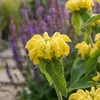 3er-Set Phlomis russeliana Staude, Gelb, winterhart, Höhe Produktbild-Vorschau 2
