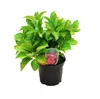 Ortensia  - Hydrangea 'Teller Red'  | 40-60 cm in vaso Anteprima dell’immagine prodotto 2