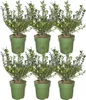 Plants by Frank | Stechpalmen Hecke | Ilex Crenata 'Jenny' Produktbild-Vorschau 1
