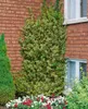 A variegated shrub growing against a brick wall with flowers at its base. Produktbild-Vorschau
