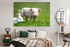 MuchoWow® Poster Ferkel - Kaninchen - Tiere 180x120 cm - Produktbild-Vorschau 4