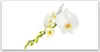 Glasbilder 120x60 Wandbild Druck auf Glas Blumen Pflanzen Produktbild-Vorschau 1